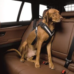 Bilbältessele till hunden