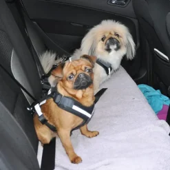 Bilbältessele till hunden