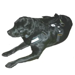 Bilbältessele till hunden