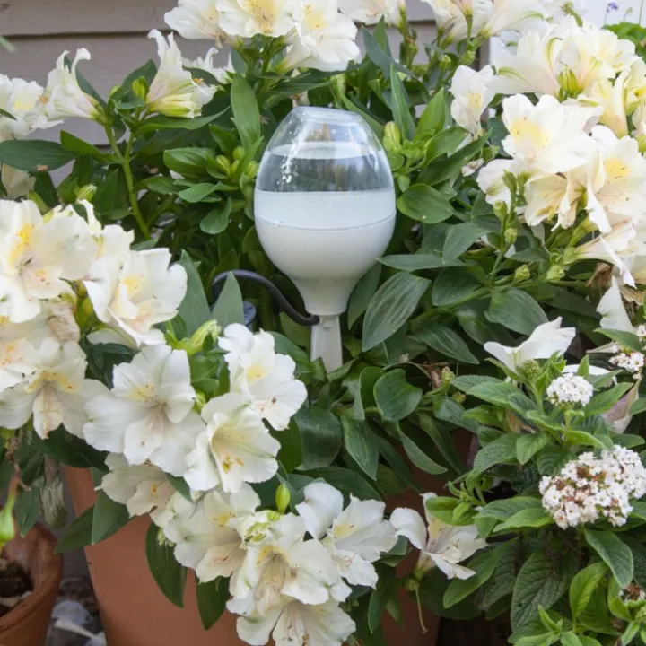 Blomvattnare