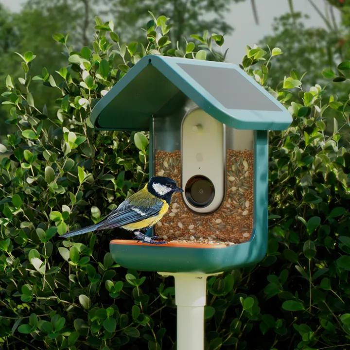 Fågelmatare med kamera, Birdbuddy
