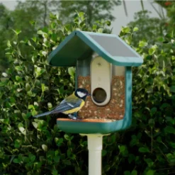Fågelmatare med kamera, Birdbuddy