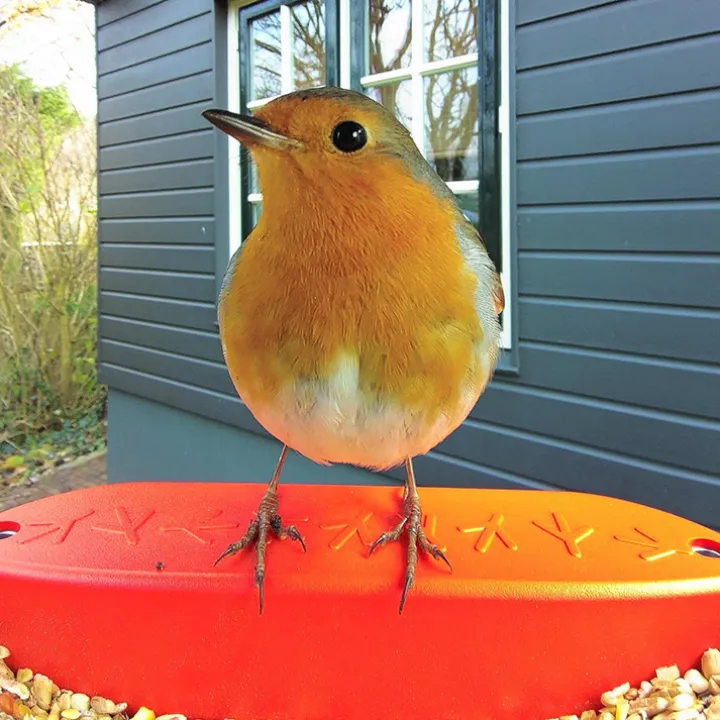 Fågelmatare med kamera, Birdbuddy