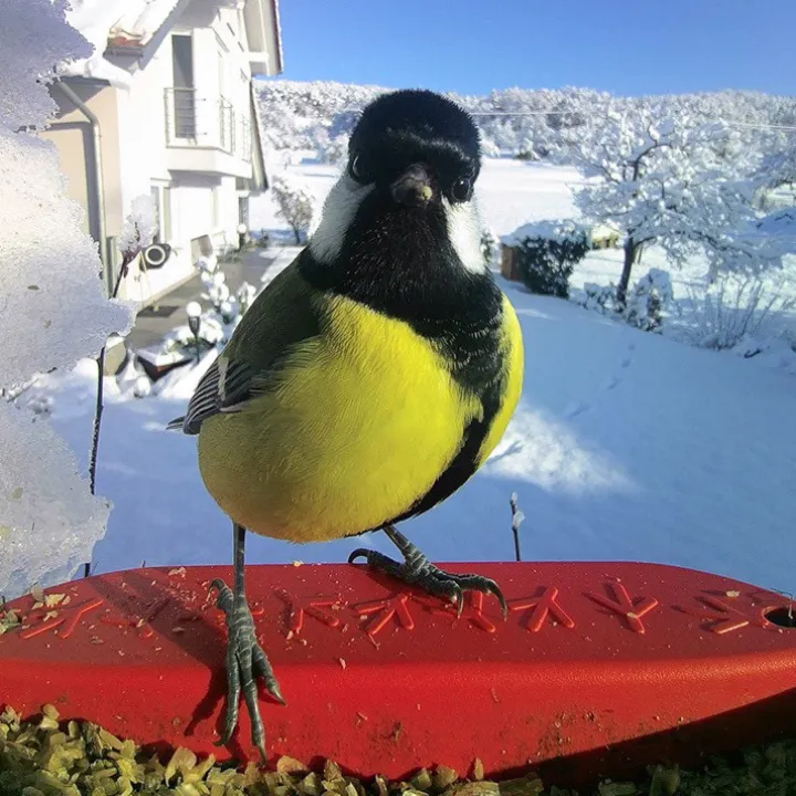 Fågelmatare med kamera, Birdbuddy