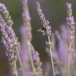 Hårdtvål lavendelblommor, Savon de Marseille