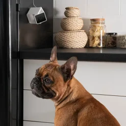 Husdjurskamera, PetCube