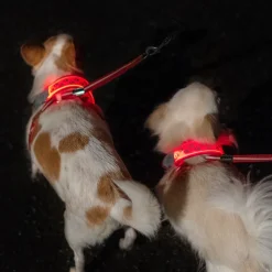 Reflexlampa till hunden