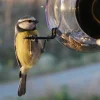 Rund fågelmatare för fönster