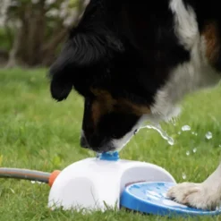 Vattenfontän till hunden