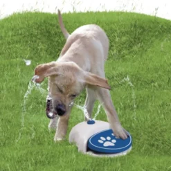 Vattenfontän till hunden