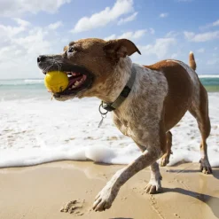 Vattenstudsboll till hunden