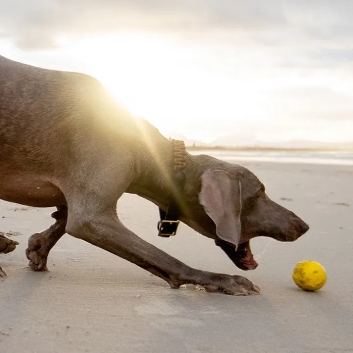 Vattenstudsboll till hunden